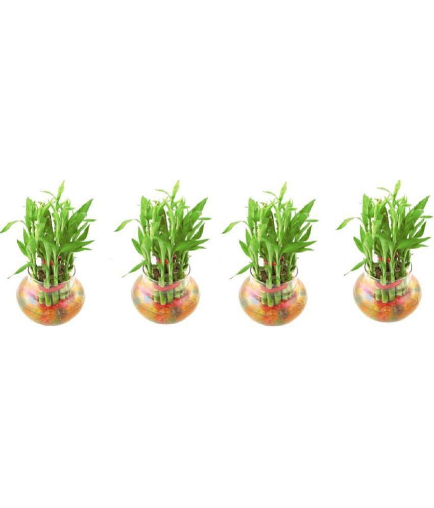 Green plant indoor - Green Wild Artificial Flowers With Pot ( Pack of 4 )