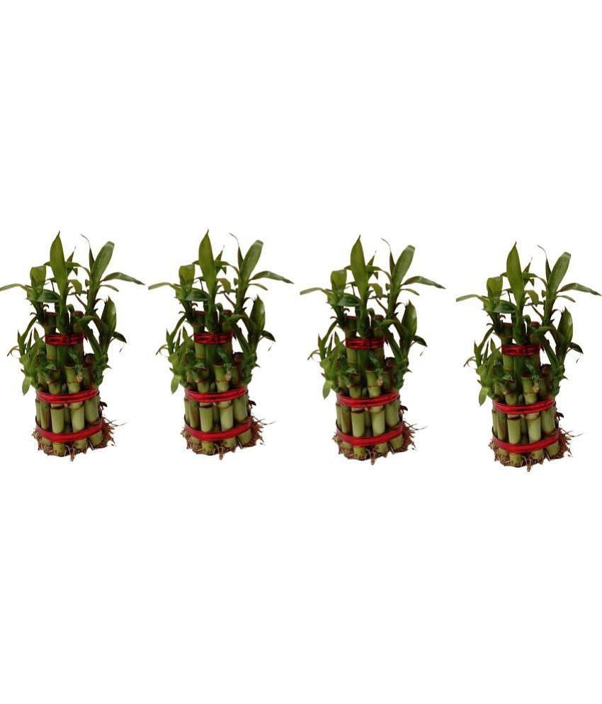 Green plant indoor - Green Wild Artificial Flowers With Pot ( Pack of 4 )