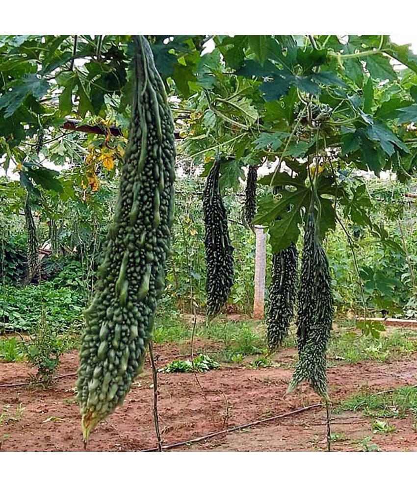 CLASSIC GREEN EARTH - Bitter Gourd Vegetable ( 12 Seeds )