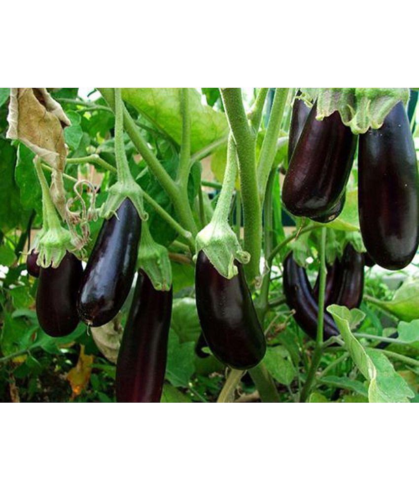 CLASSIC GREEN EARTH - Brinjal Vegetable ( 100 Seeds )