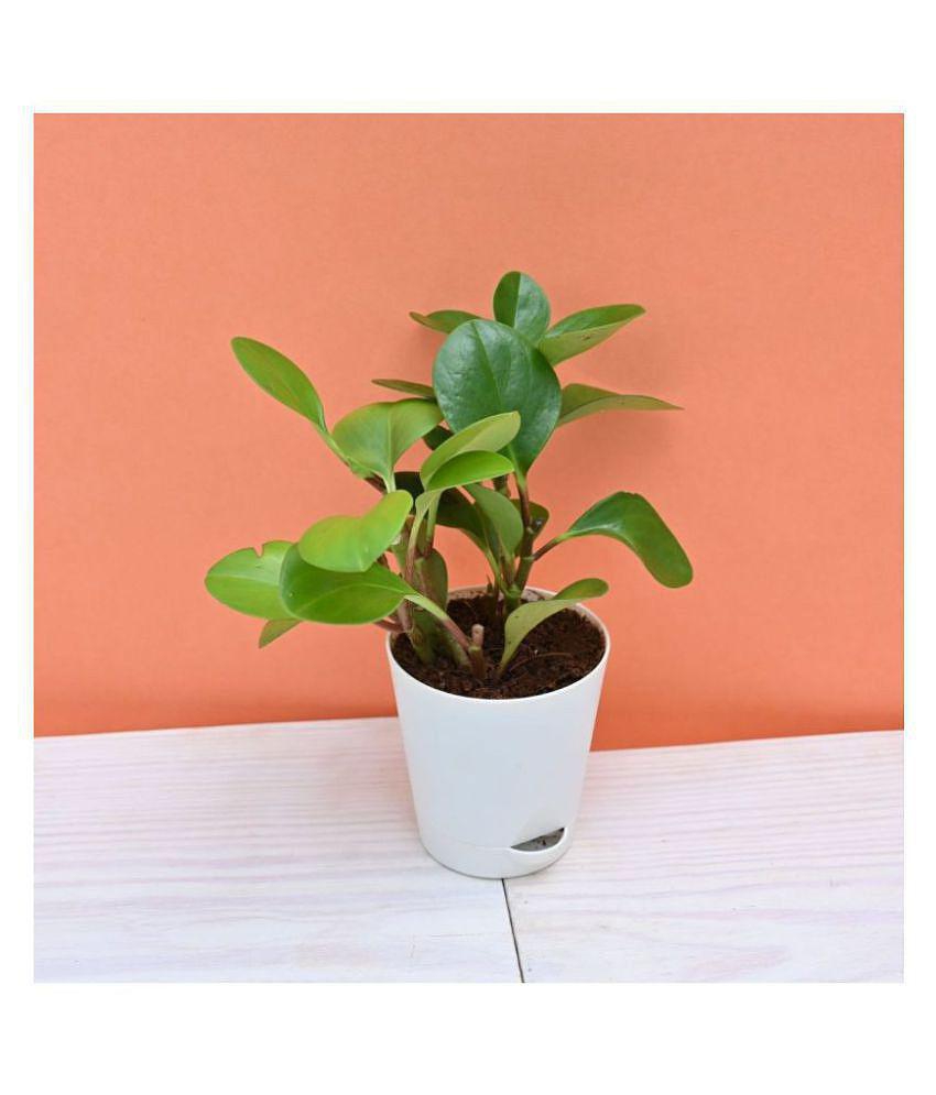 UGAOO Peperomia Green Garden Plant With Self Watering Pot