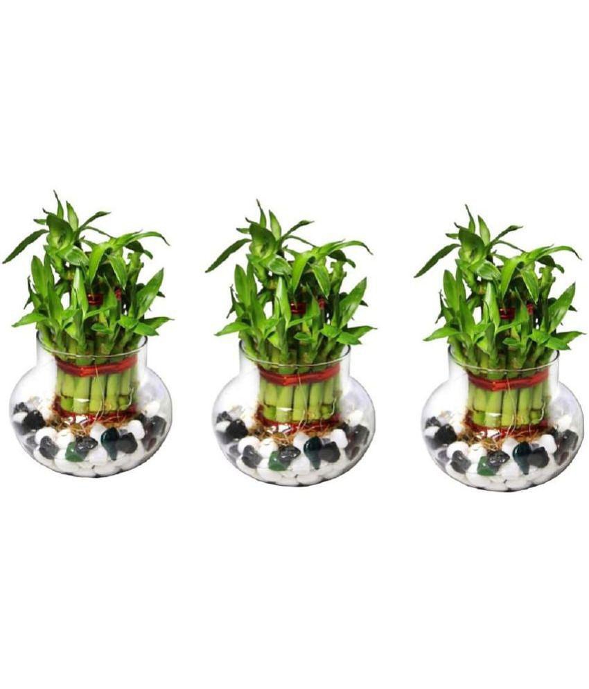 Green plant indoor - Green Wild Artificial Flowers With Pot ( Pack of 3 )