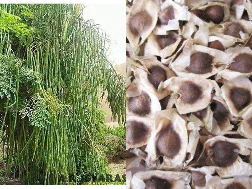 Drum Stick, Moringa, Murangai, Saijan Ki Phalli, Saragavo | Pack of 15 Seeds