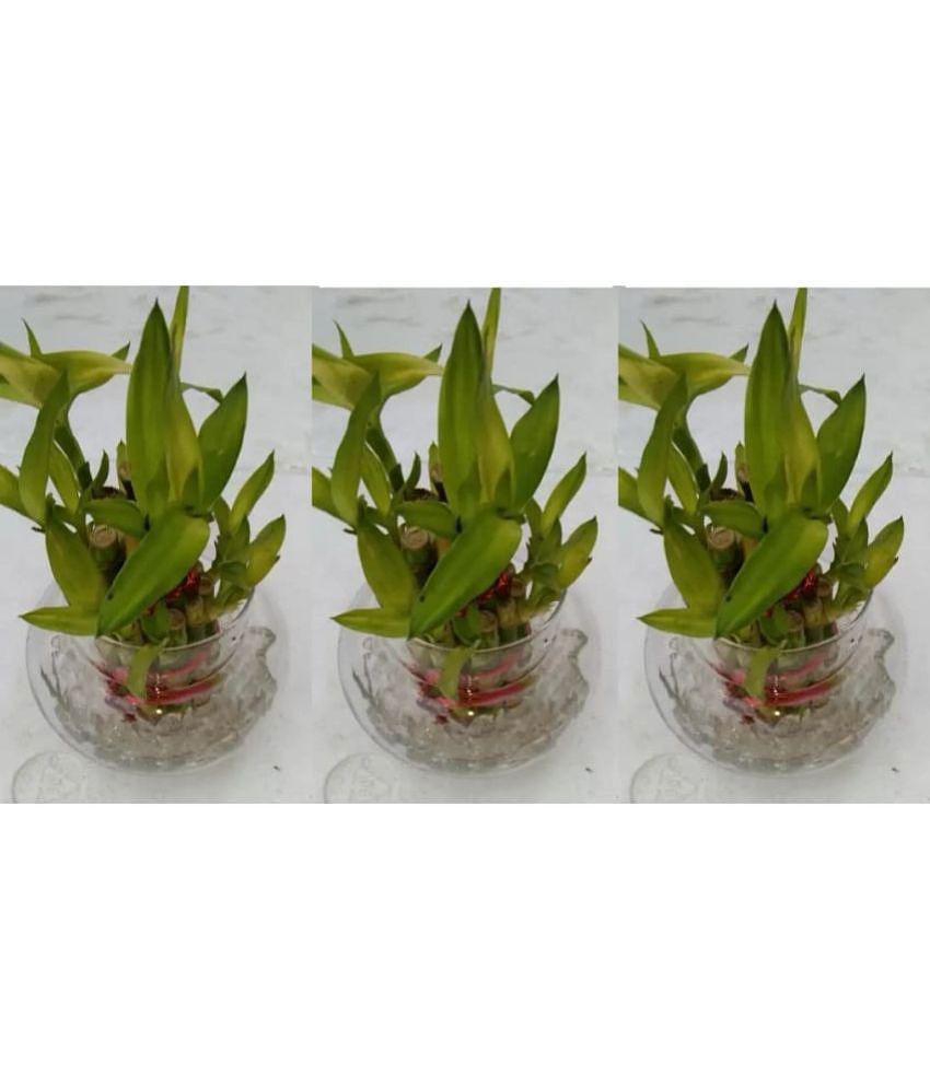 Green plant indoor - Green Wild Artificial Flowers With Pot ( Pack of 3 )