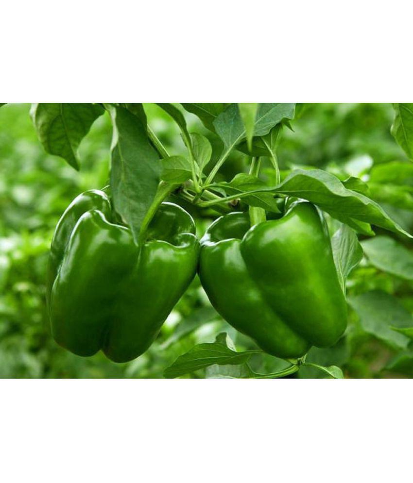 CLASSIC GREEN EARTH - Capsicum Vegetable ( 15 Seeds )