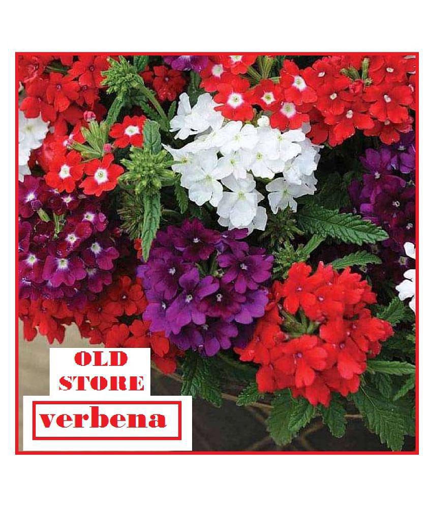 VERBENA FLOWER MIX VARIETY 30 SEEDS WITH FREE COCOPEAT COMBO PACK WITH USER MANAUL FOR HOME GARDENING USE