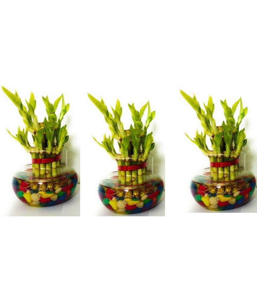 Green plant indoor - Green Wild Artificial Flowers With Pot ( Pack of 3 )