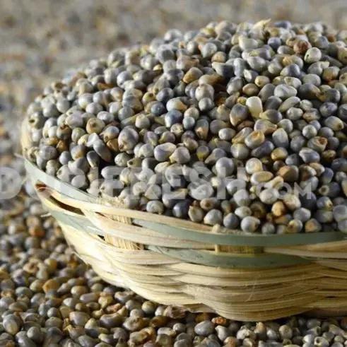 Pearl Millet / Bajra 1 Kg