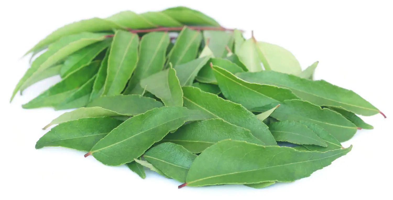 Curry leaves Powder / ??? ????? ?????  / Curry Patta Powder 50 Gms