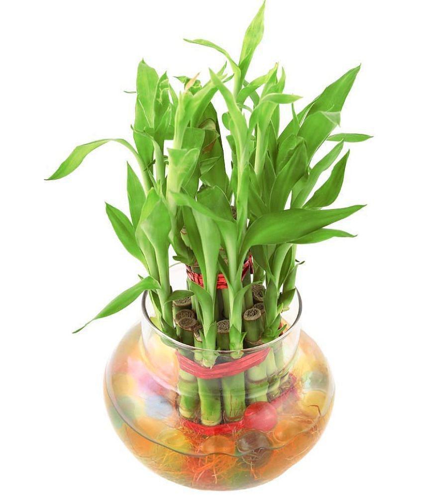 Green plant indoor - Green Wild Artificial Flower ( Pack of 1 )