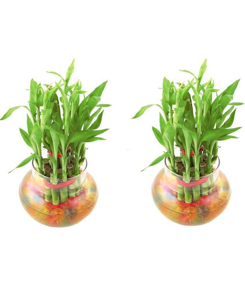 Green plant indoor - Green Wild Artificial Flowers With Pot ( Pack of 2 )