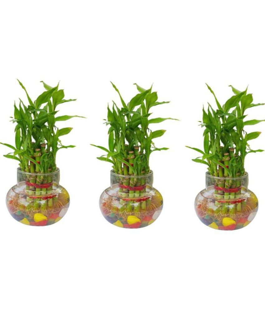 Green plant indoor - Green Wild Artificial Flowers With Pot ( Pack of 3 )