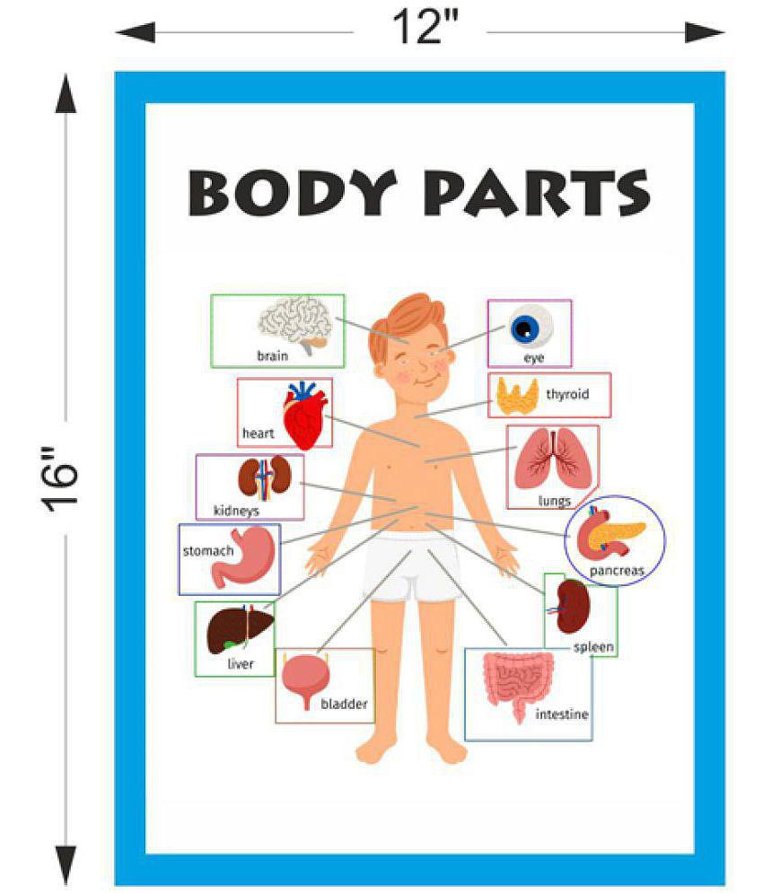 Parts of Body Chart - Early Learning Educational Posters For Children: Perfect For Kindergarten, Learn About Body Parts 16X12inc, 300GSM Thick Paper, Gloss Laminated, Multicolor)