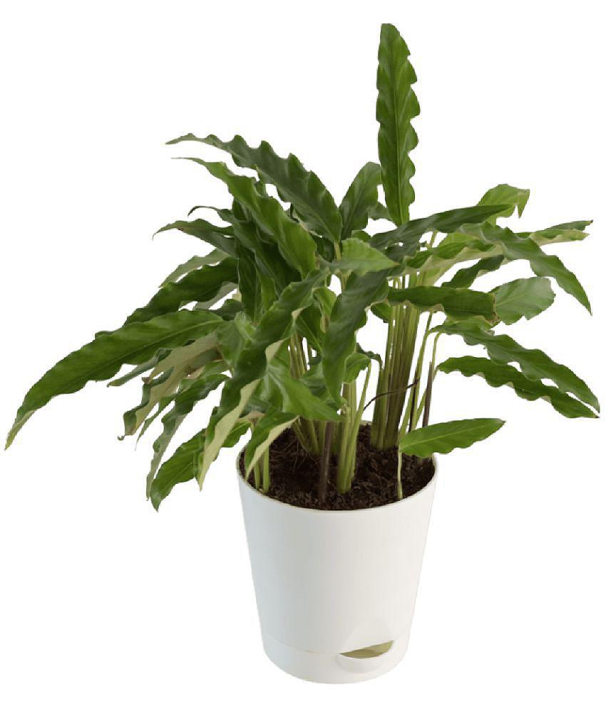 UGAOO Calathea Rufibarba Natural Live Indoor Plant with Pot