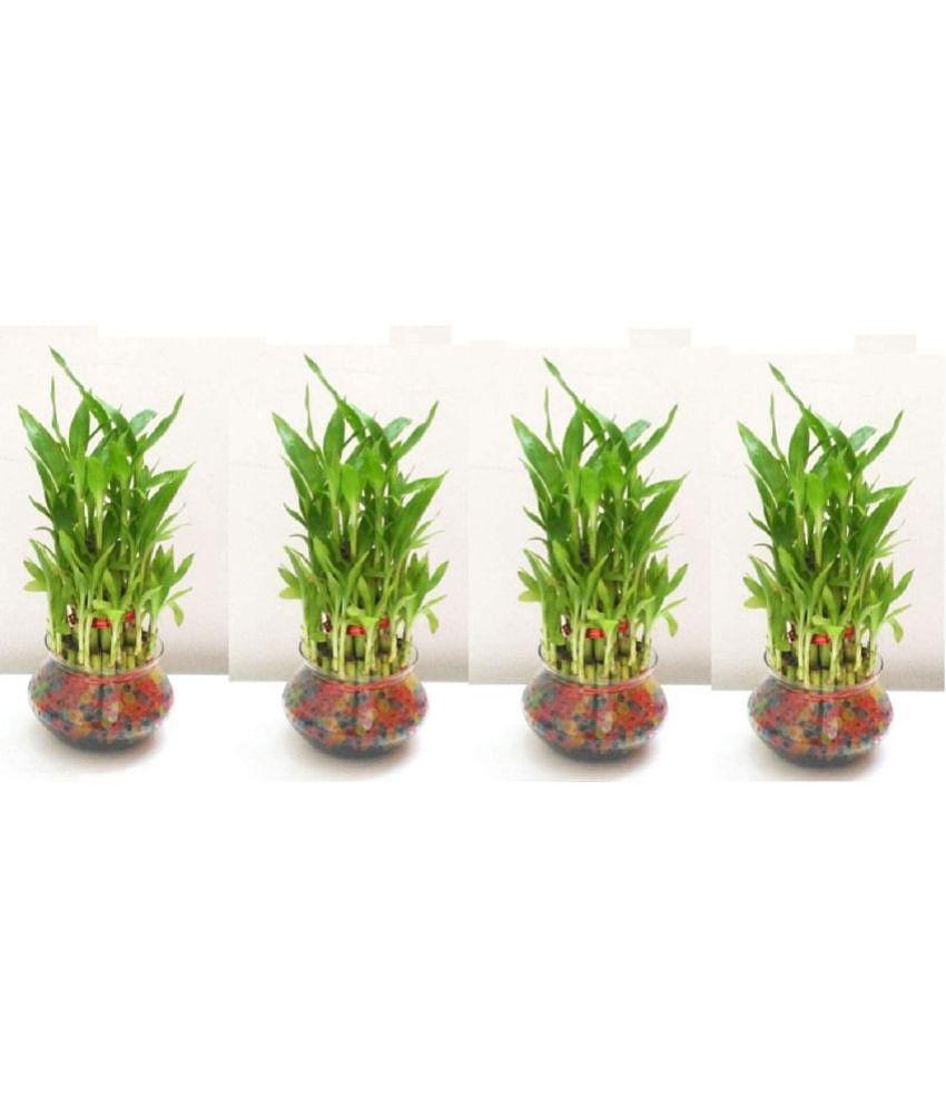 Green plant indoor - Green Wild Artificial Flowers With Pot ( Pack of 4 )