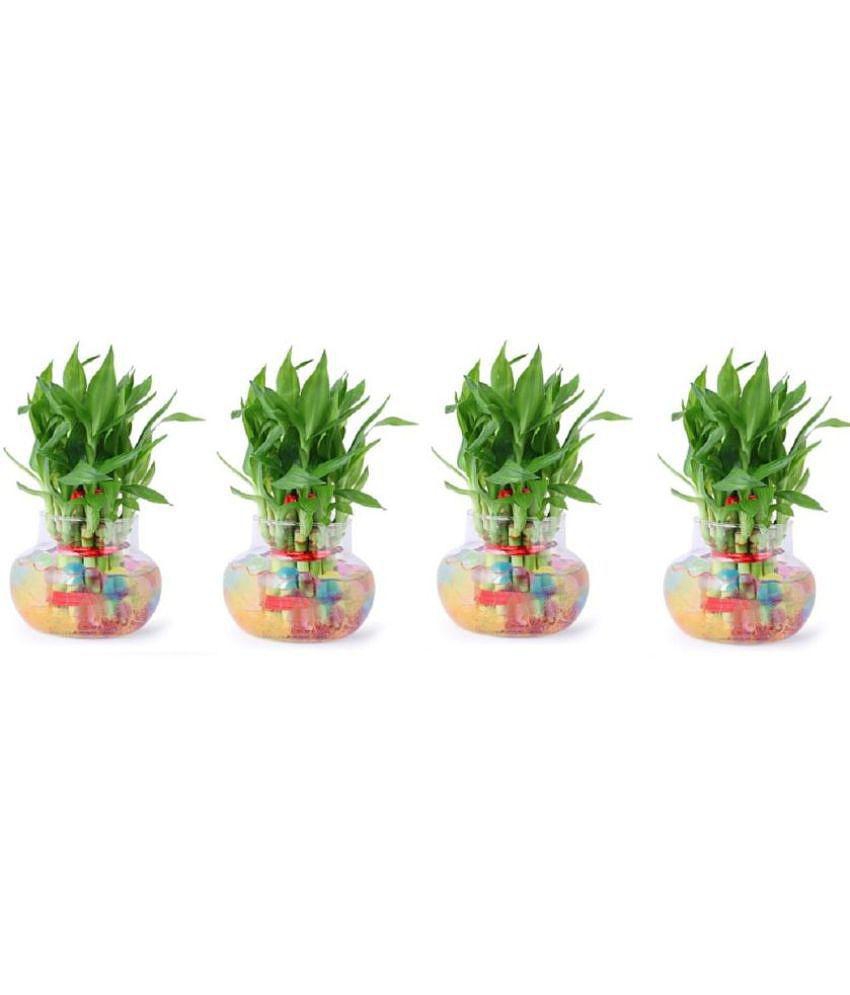 Green plant indoor - Green Wild Artificial Flowers With Pot ( Pack of 4 )