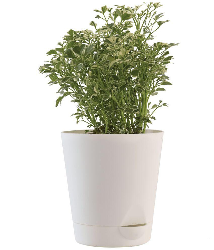 UGAOO Aralia Variegated White Mini Natural Live Indoor Plant with Pot