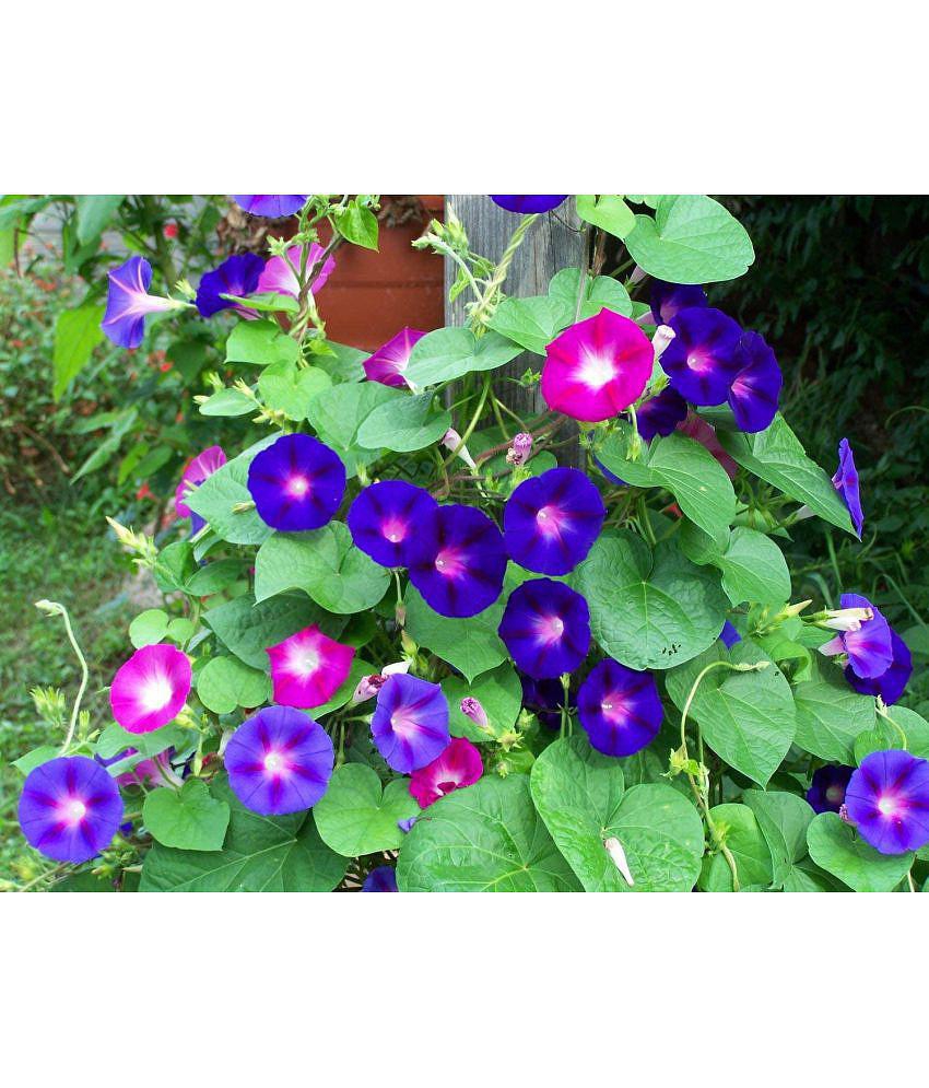 Buy Morning Glory Ipomoea Flower 30 Seeds Pack With Free Free Cocopeat ...