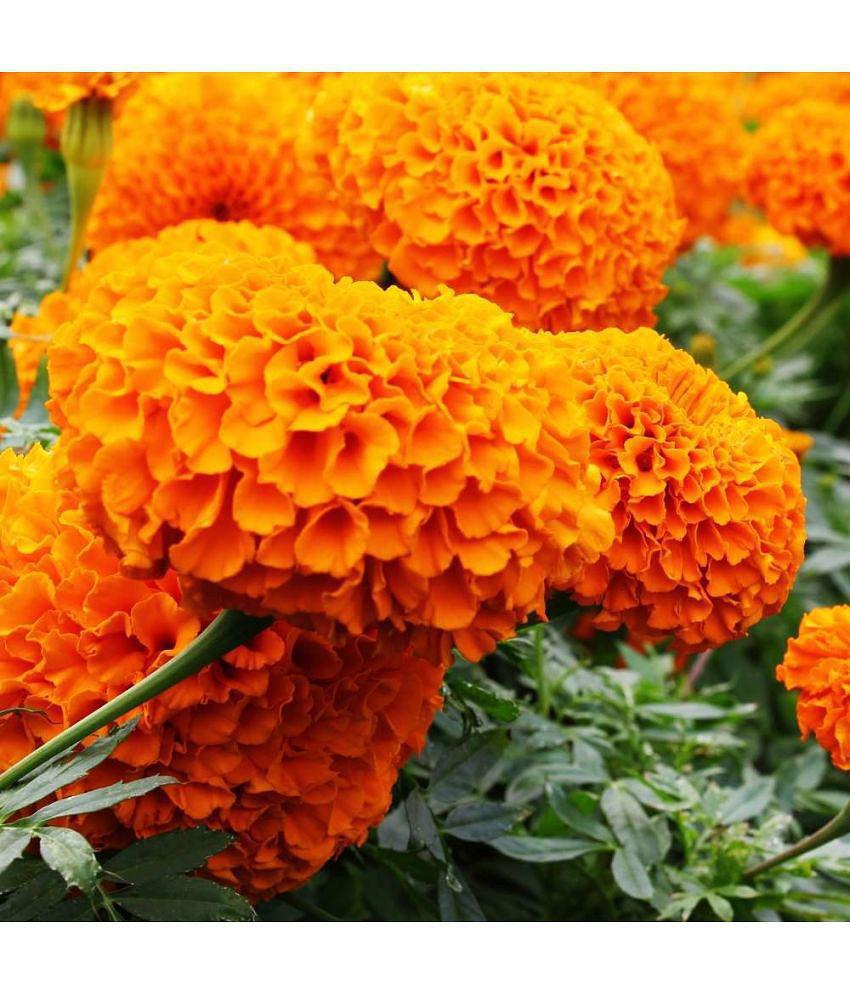 CLASSIC GREEN EARTH - Marigold Flower ( 100 Seeds )