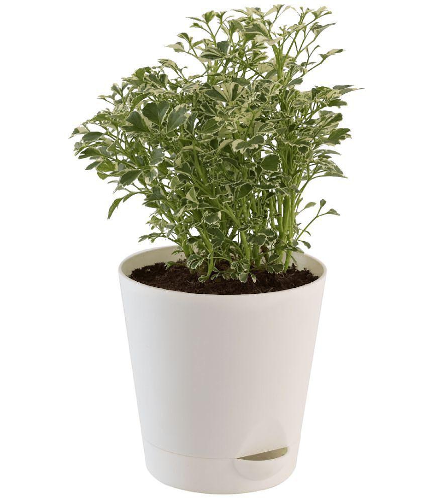 UGAOO Aralia Variegated White Mini Natural Live Indoor Plant with Pot