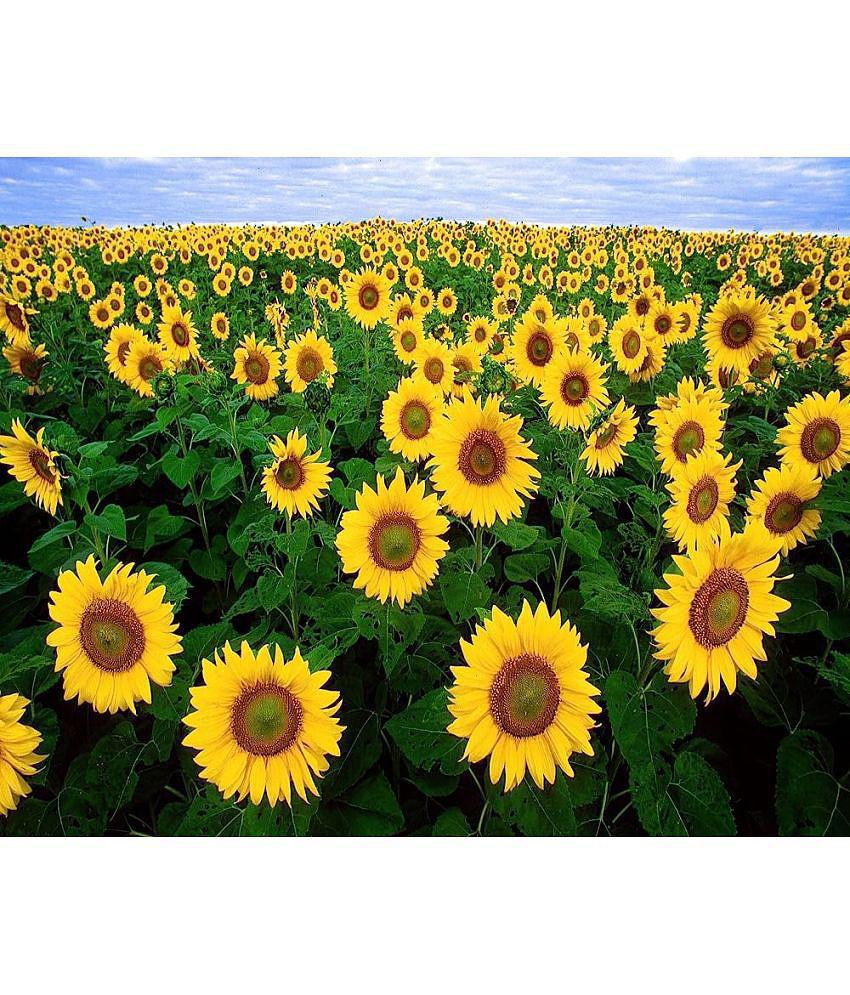 CLASSIC GREEN EARTH - Sunflower Flower ( 15 Seeds )