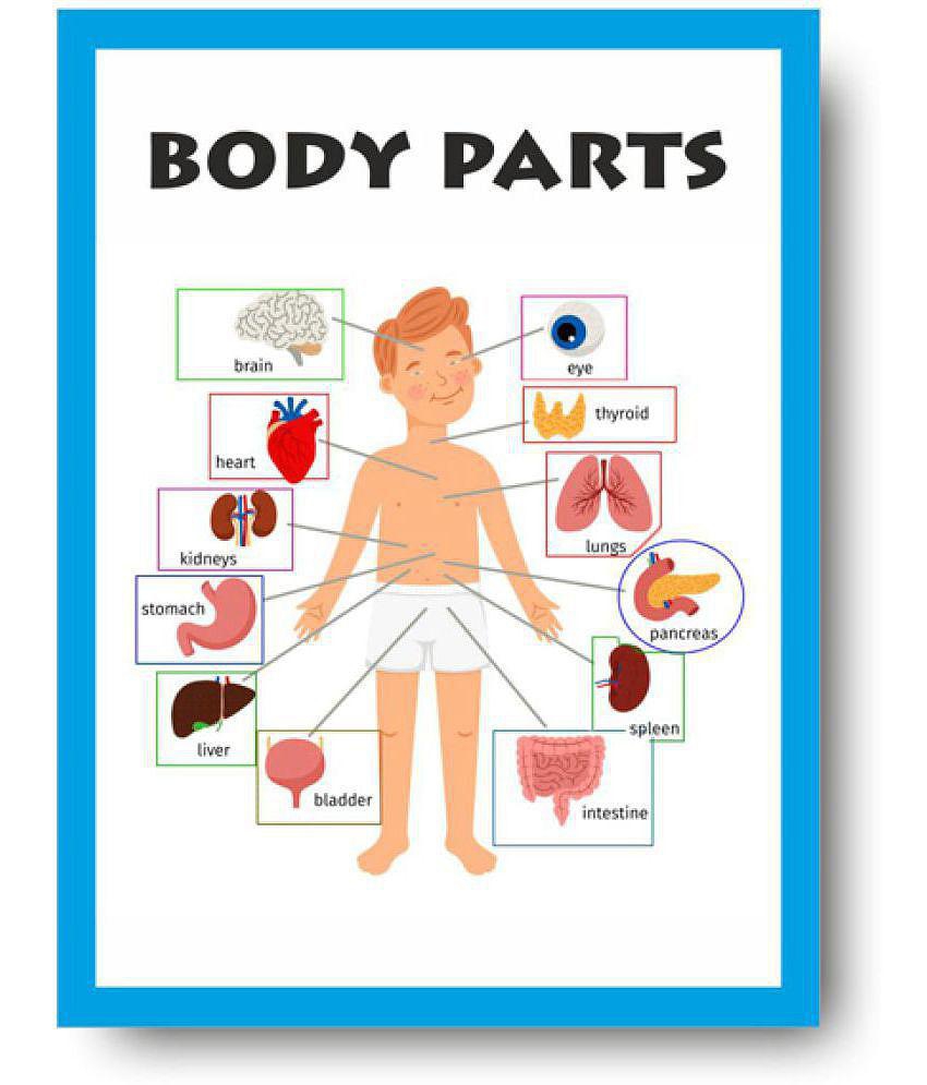 Parts of Body Chart - Early Learning Educational Posters For Children: Perfect For Kindergarten, Learn About Body Parts 16X12inc, 300GSM Thick Paper, Gloss Laminated, Multicolor)