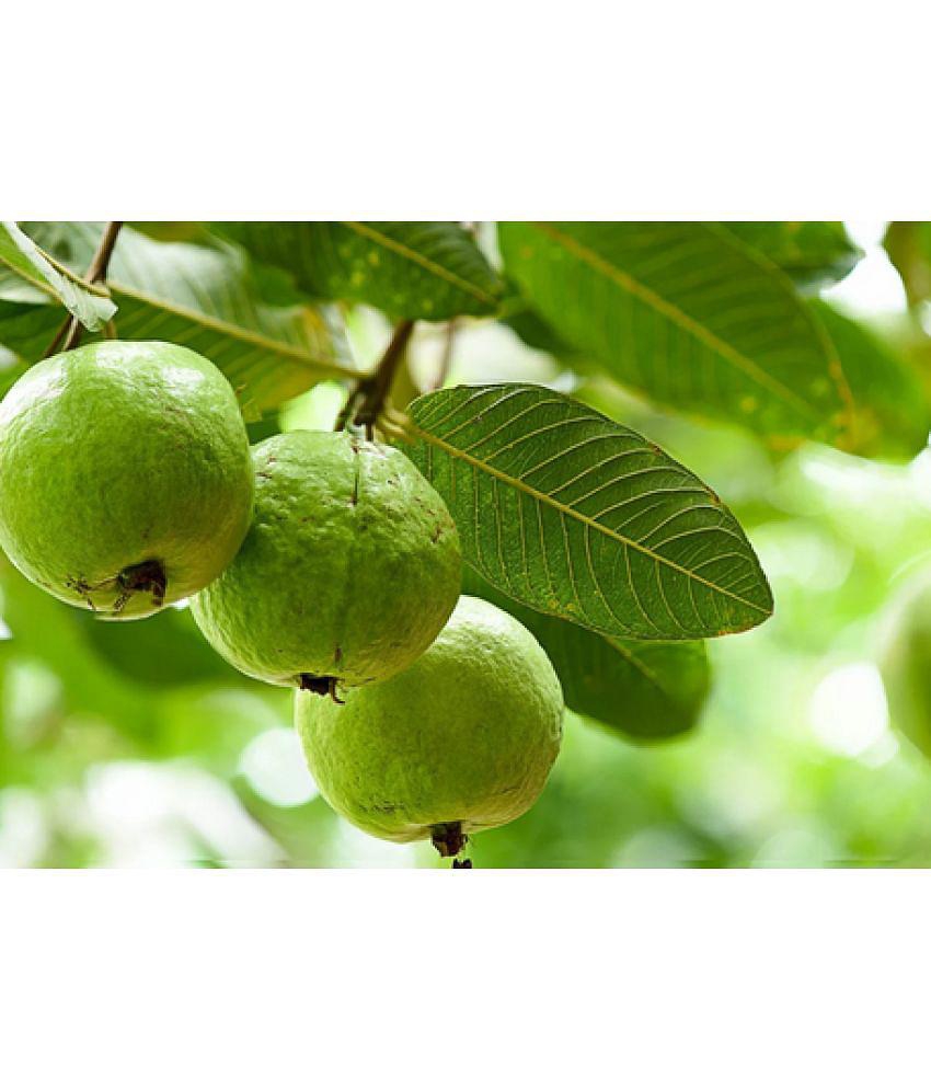 CLASSIC GREEN EARTH - Guava Fruit ( 50 Seeds )