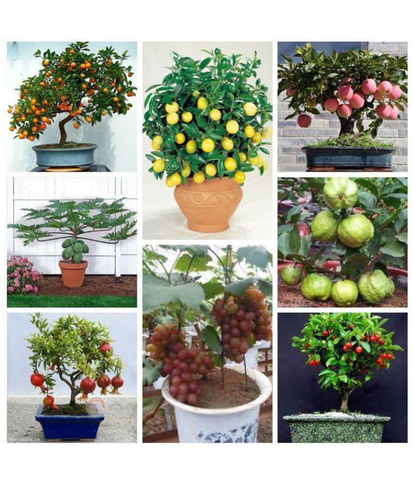 Azalea Garden Bonsai Suitable Fruit Seeds Mega Combo (Apple, Orange, Lemon, Guava, Cherry, Grapes, Papaya, Pomegranate)