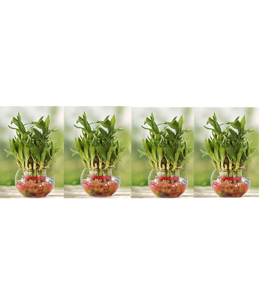 Green plant indoor - Green Wild Artificial Flowers With Pot ( Pack of 4 )