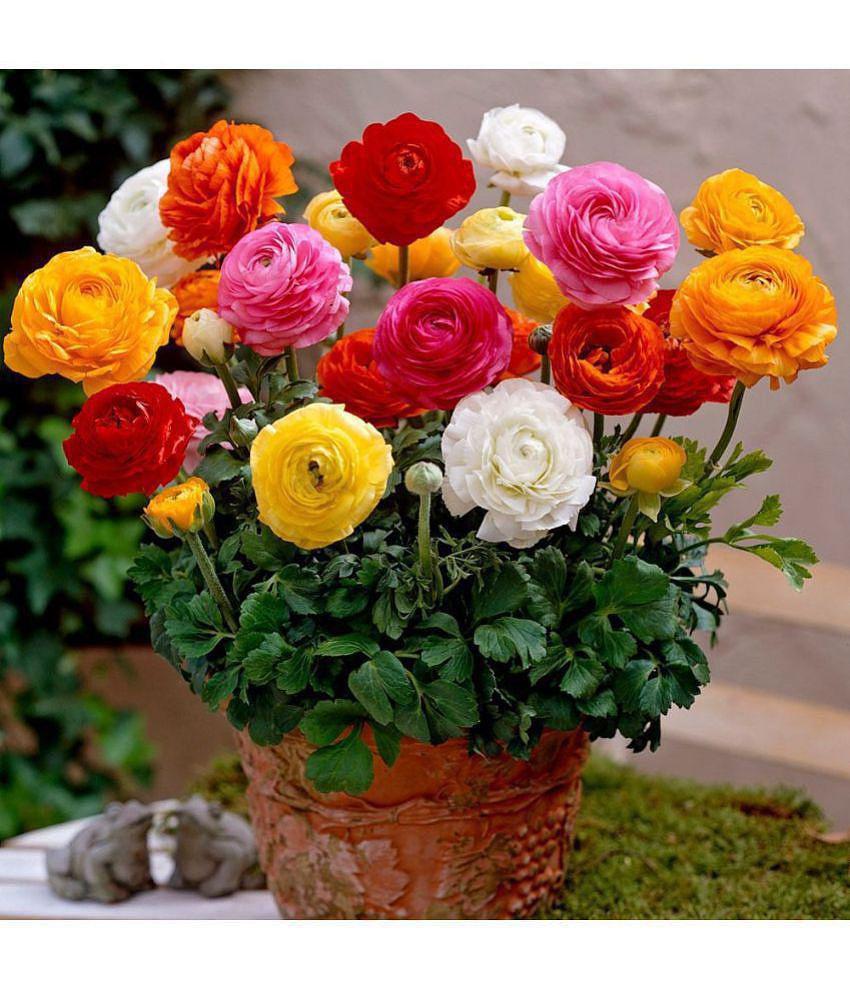 sky star agro & co. - Ranunculus Asiaticus Flower ( 50 Seeds )