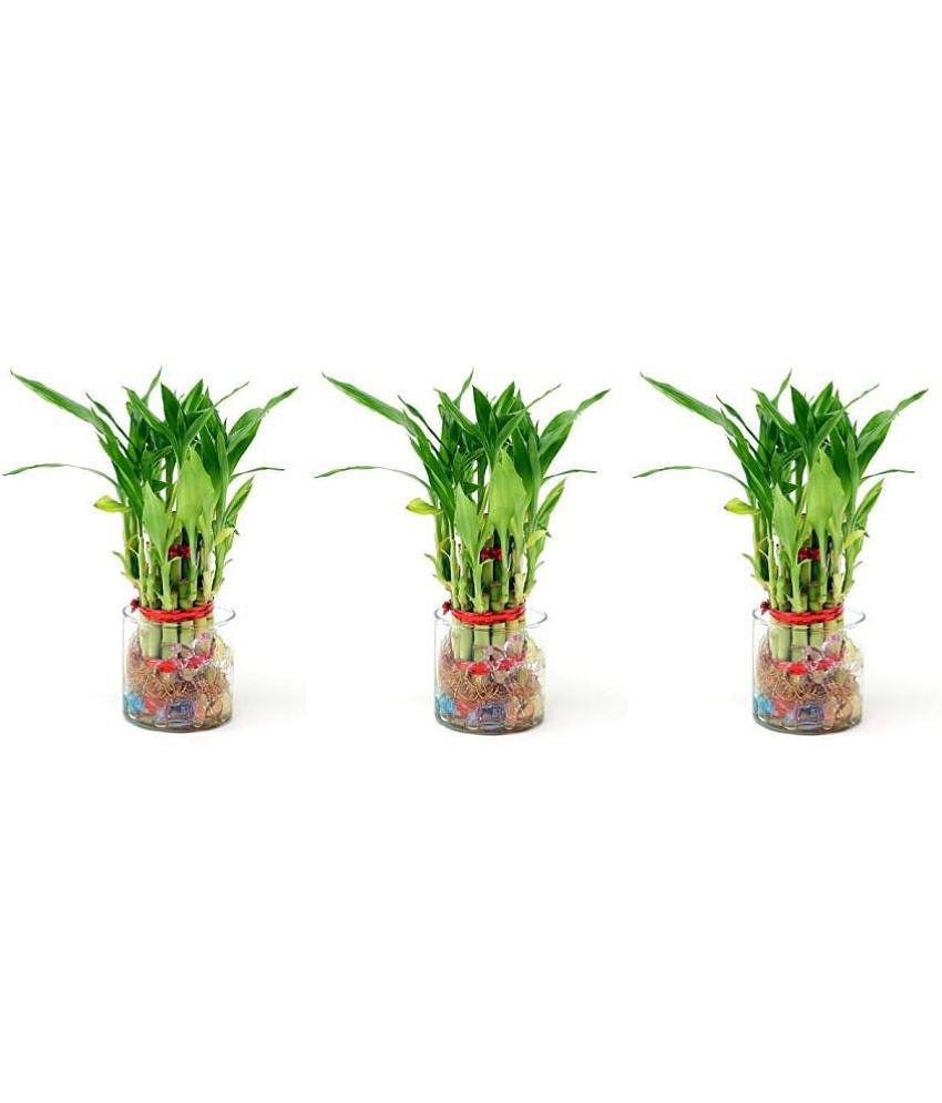 Green plant indoor - Green Wild Artificial Flowers With Pot ( Pack of 3 )