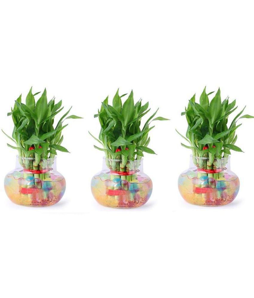 Green plant indoor - Green Wild Artificial Flowers With Pot ( Pack of 3 )