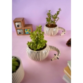 Zebra Planter