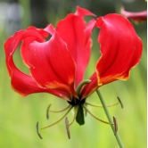 Gloriosa Superba (Bulbs)-5