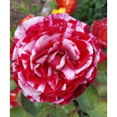 Scentimental Rose Plant For Gardening