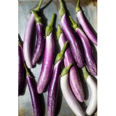 Brinjal Purple Long F-1 Hybrid Seeds for High Germination Vegetables Seeds - Pack of 50