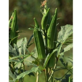 Lady finger 50 seeds high germination seeds with instruction manual