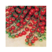 Cherry Tomato High Germination Seeds - Pack of 50 Hybrid Seeds