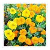 homeagro - Marigold Flower ( 50 Seeds )