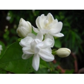 Jasmine Rose Flower -Fragrant Plants