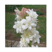 SHOP 360 GARDEN Rajnighandha or Tuberose Flower Bulbs (White, Pack of 8 Bulbs)