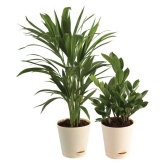 Ugaoo Air Purifier Indoor Plants for Home with Pots- Areca Palm & ZZ Plant