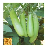 homeagro - Brinjal Vegetable ( 100 Seeds )