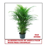 ARECA PALM PLANT 20 SEEDS PACK FOR HOME GARDENING USE INDOOR OUTDOOR WITH FREE COCO PEAT COMBO PACK  WITH USER MANUAL