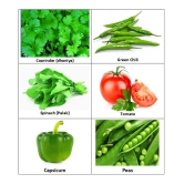 Zonato - Easy Planting - Combo pack of 6 Green Hybrid All Season growing Vegetables {Coriander(Dhaniya), Green Chilli, Spinach (Palak),Tomato, Capsicum & Peas} 1 pack Of more than 200 Seeds