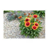 GAILLARDIA mix variety flower 30 seeds pack with cocopeat and user manual