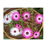 CLASSIC GREEN EARTH - Flower Seeds ( Ice Plant Mixed Color Flower 50 Seeds )