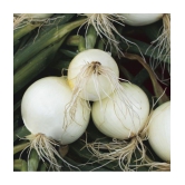 Onion white kanda puyaj  500 hybrid quality seeds high germination seeds with instruction manual