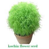 Kochia Green Grass Ball Flower Hybrid (20 -Seeds ) For Home Gardening Planting