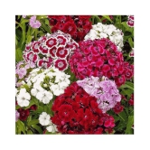 Sweet William (OP/Desi) Seeds with Free Germination Potting Soil Mix with growingh cocopeat